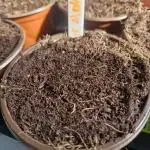 Pure instinto Sour Aloha