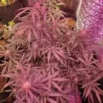 Auto big bang