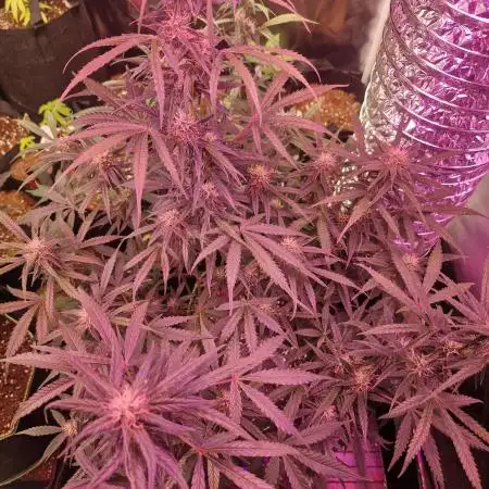 Auto big bang
