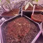 SpliffSeeds Mint runtz Automatic