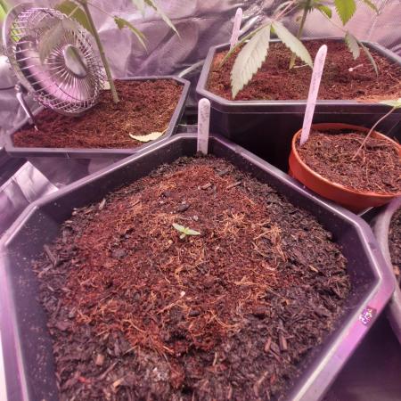 SpliffSeeds Mint runtz Automatic