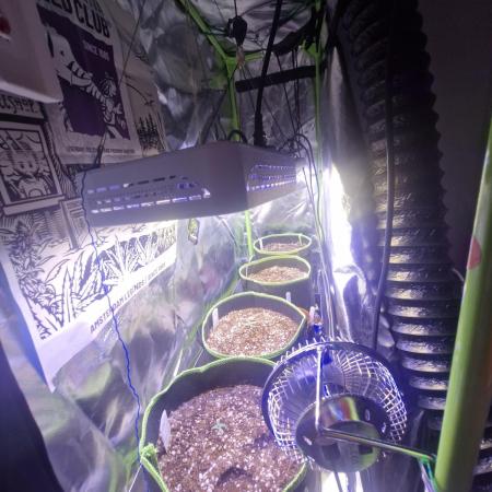 Sweet Bourbon Auto Kush