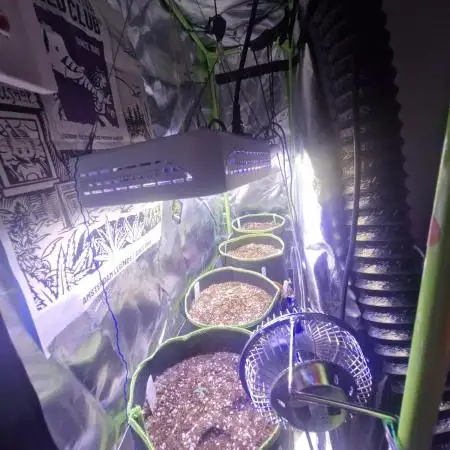 Sweet Bourbon Auto Kush