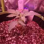 Sweet Bourbon Auto Kush