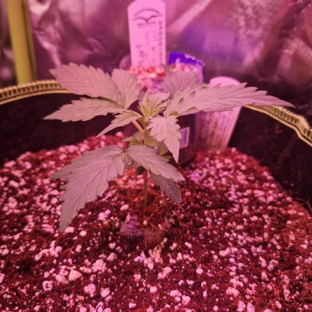 Sweet Bourbon Auto Kush