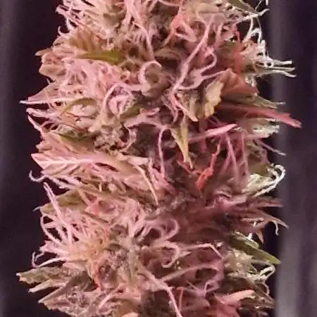 SpliffSeeds Mint runtz Automatic