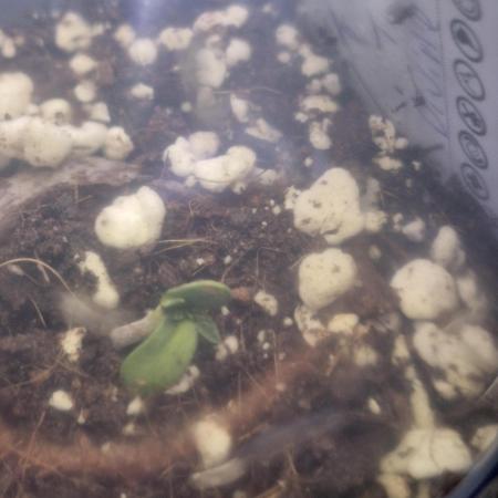 Tnt trichome