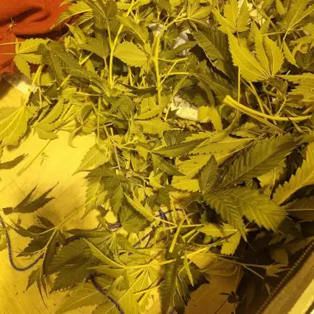 Barney's Farm Pineapple express