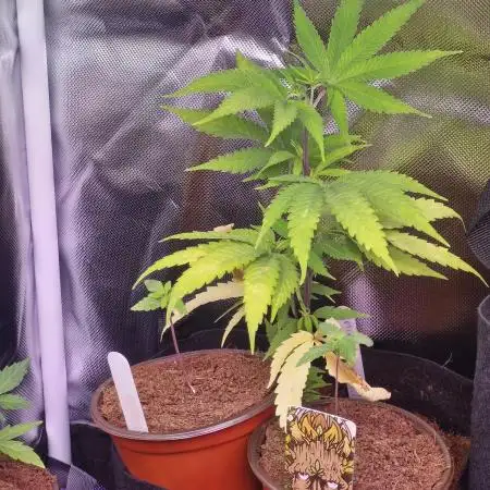 Gorilla By SpliffSeeds
