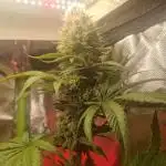 Permanent Marker!¡!