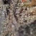 Permanent Marker!¡!