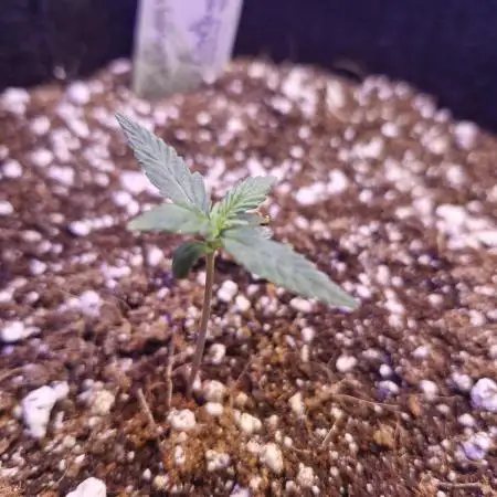 Auto big bang