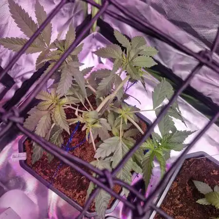 Pineapple express (#2)