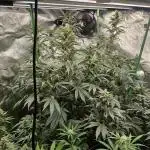 Pineapple express (#2)