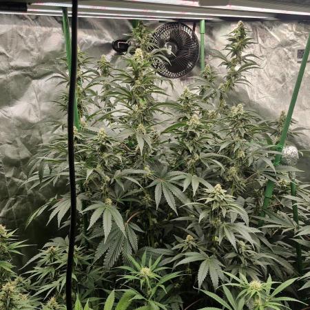 Pineapple express (#2)