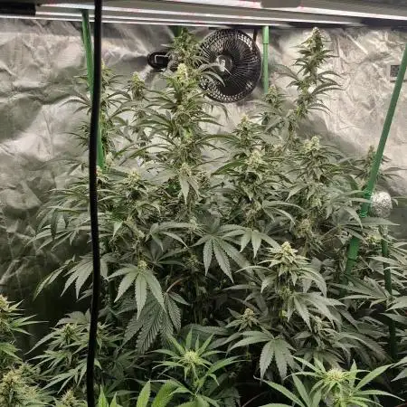 Pineapple express (#2)