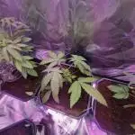 Growdiaries comeback