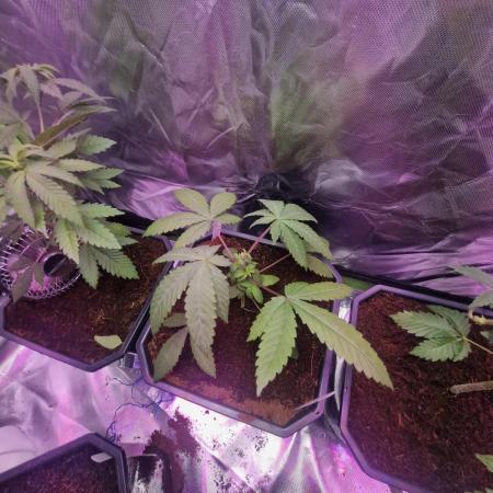 Growdiaries comeback