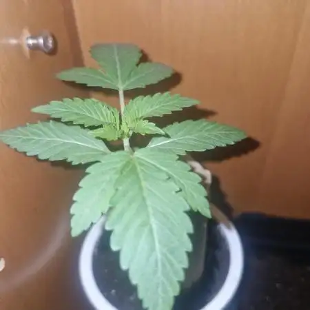 Growdiaries comeback