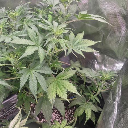 Sweet Bourbon Auto Kush