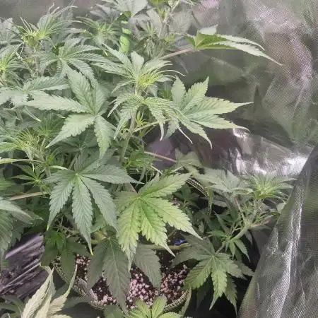 Sweet Bourbon Auto Kush
