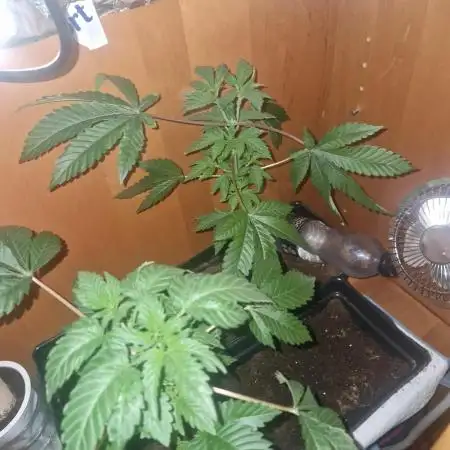 Barney's Farm Pineapple express