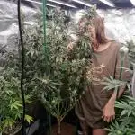 Pineapple express (#2)