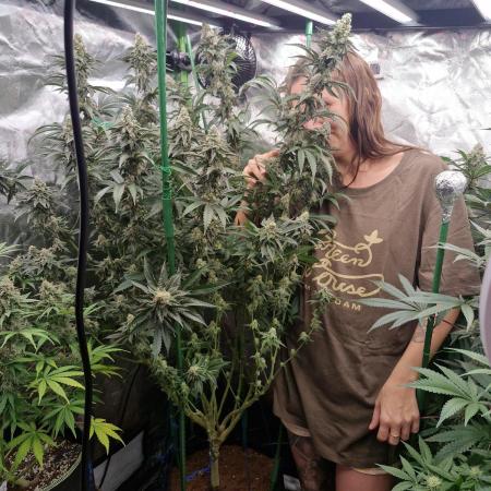 Pineapple express (#2)