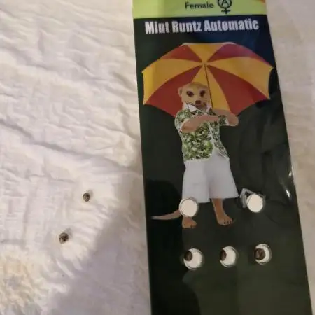 SpliffSeeds Mint runtz Automatic