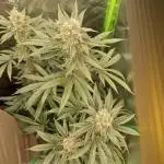 Growdiaries comeback