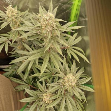 Growdiaries comeback