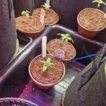 Super Sativa Seed Club Special