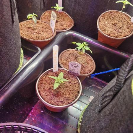 Super Sativa Seed Club Special