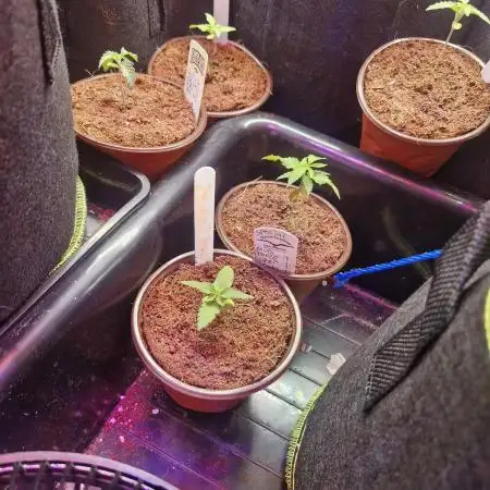 Super Sativa Seed Club Special