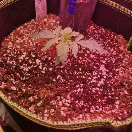 Auto northern lights