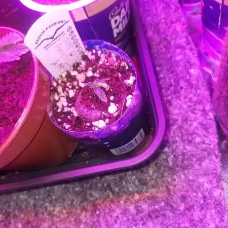 Tnt trichome