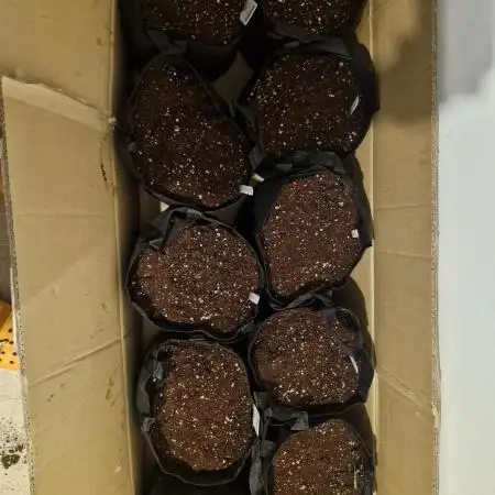 The wifes 10 X Autoflowers run