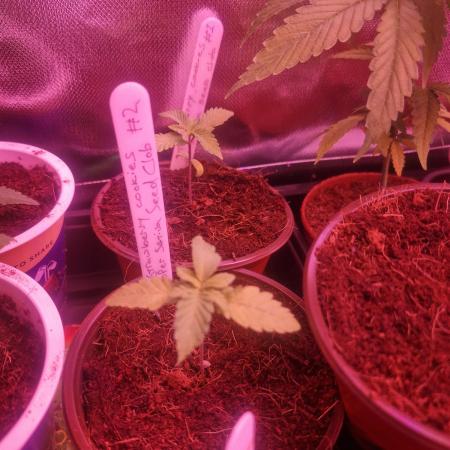 Super Sativa Seed Club Special