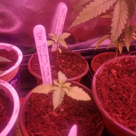 Super Sativa Seed Club Special