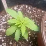 A tribute to Franco "StrainHunter" Loja