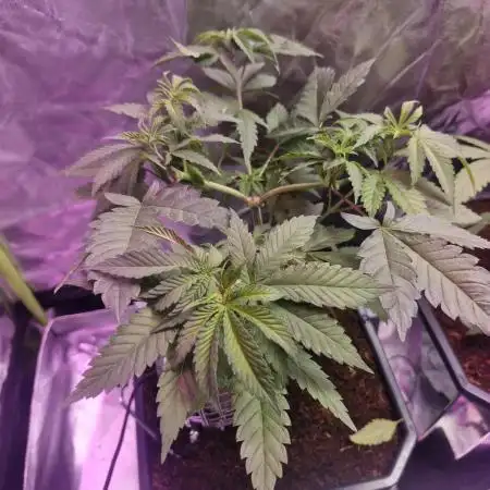Pineapple express (#2)