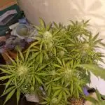 Sweet Bourbon Auto Kush