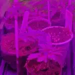 Cutting/seedling veg chamber