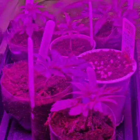 Cutting/seedling veg chamber