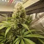 Permanent Marker!¡!