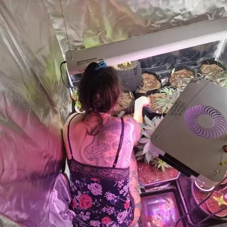 Cutting/seedling veg chamber