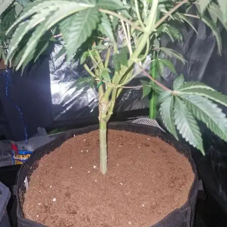 Pineapple express (#2)