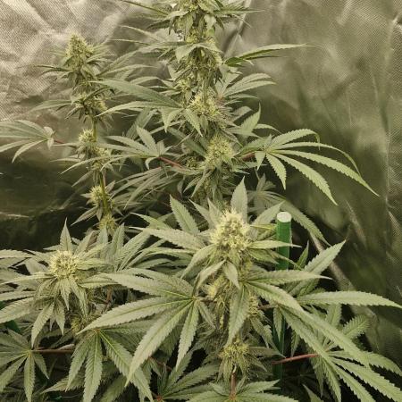 Growdiaries comeback