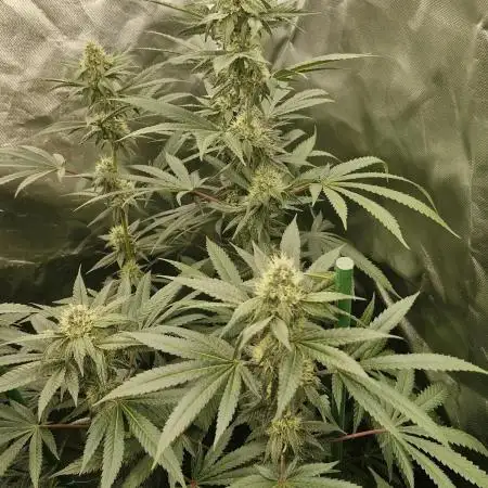 Growdiaries comeback