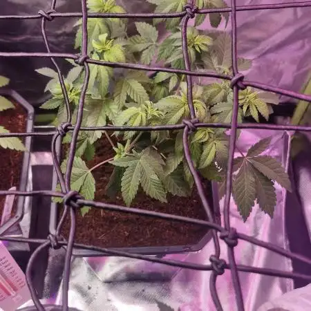 Barney's Farm Pineapple express